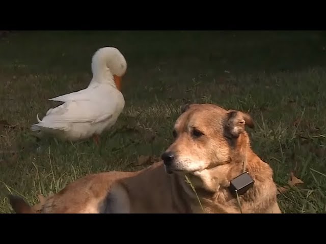 This Poor Dog Was In Mourning For His Best Bud. Then An Unlikely Companion Arrived On The Scene