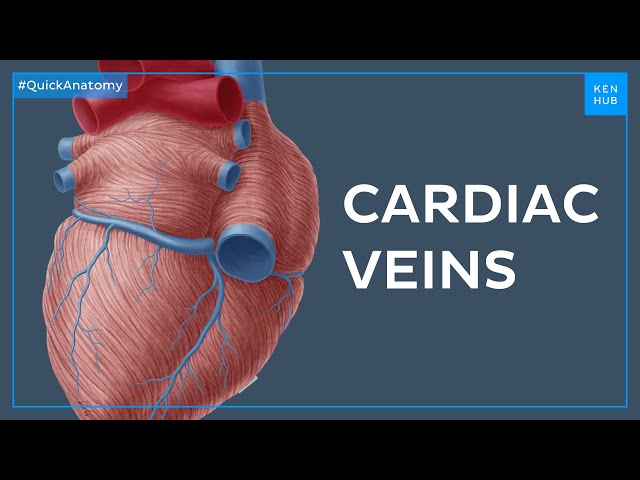 The greater cardiac venous system - Quick Anatomy | Kenhub