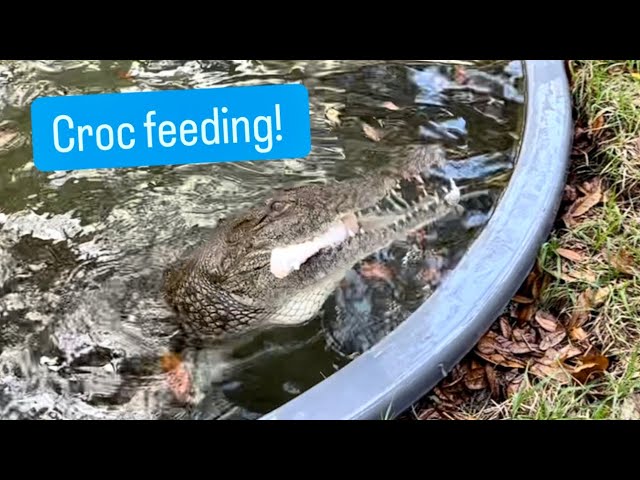 Croc feeding!! Sanctuary vlog