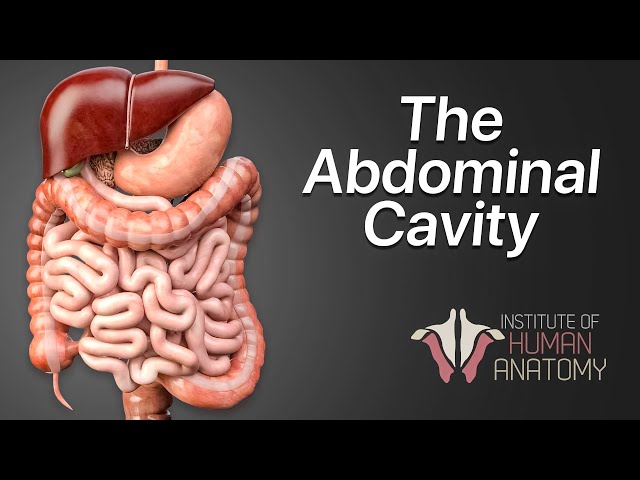 Anatomy Masterclass: The Abdominal Cavity