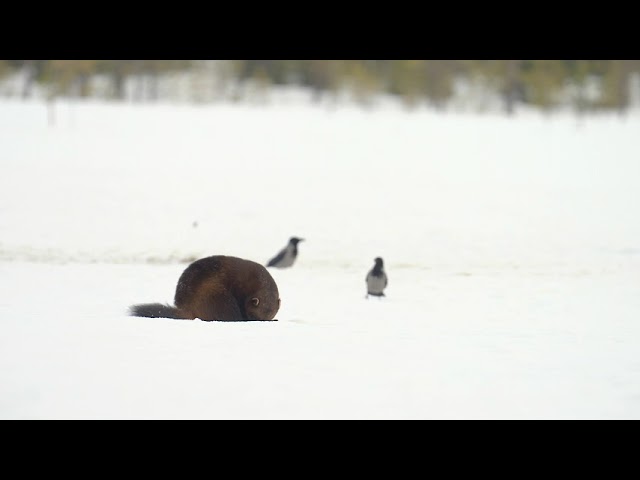 The wolverine spins in the snow of Kuhmo, slow motion video. 4K HDR