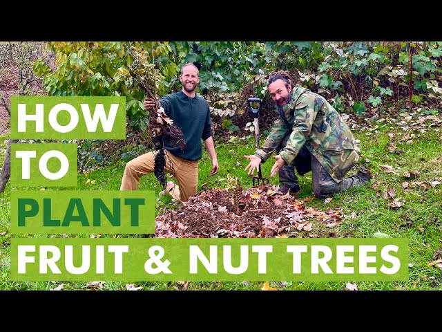 Community Fruit Tree Planting and Care Guide for Bare Root Trees