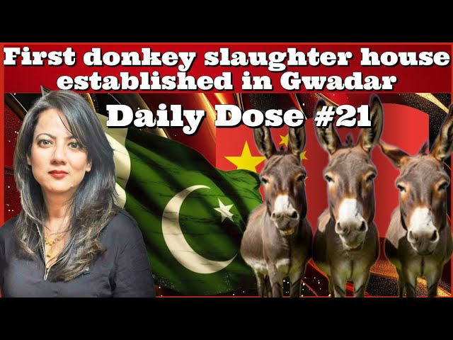 #DailyDose #21 First donkey slaughter house established in Gwadar #Pakistan #China #India