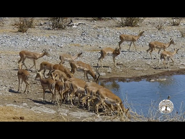 Grandes Documentales HD | 🐘 África extrema: Etosha. El gran lugar blanco 🐘