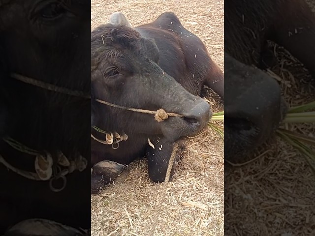 Buffalo farming in west Bengal | Buffalo dairy farm new Video #farming #bull #farmingdairy