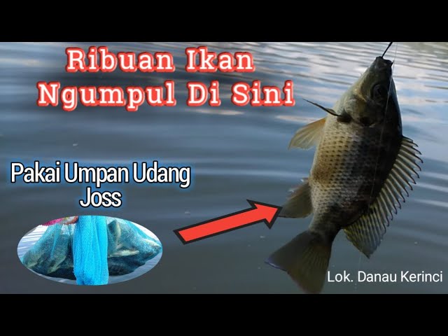 Mancing Di Lubuk Ikan Full Straik 🔴 Pas ketemu Lubuk Ikan Nila Mujair dan Mencekak