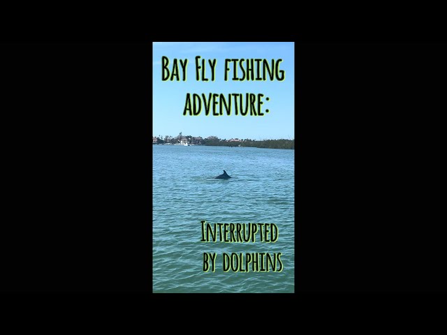 Boating, Fly Fishing & Dolphin Watching on Sarasota Bay | Scenic Florida Adventure