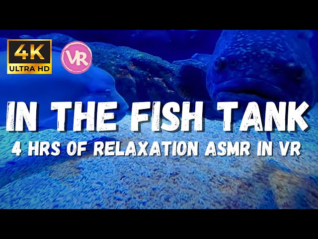 Underwater ASMR, Relaxation Aquarium to reduce blood pressure, VR 180 3D in 4K