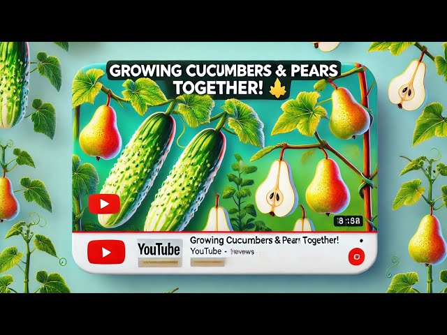 Growing Cucumbers & Pears Together! 🍐🥒 Unbelievable Gardening Hack!