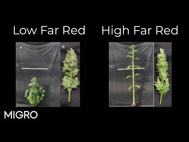 Is far red good for yield and potency?