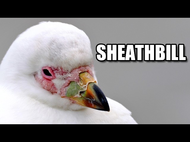 Sheathbill Facts: the Antarctic CHICKEN 🐔 Animal Fact Files