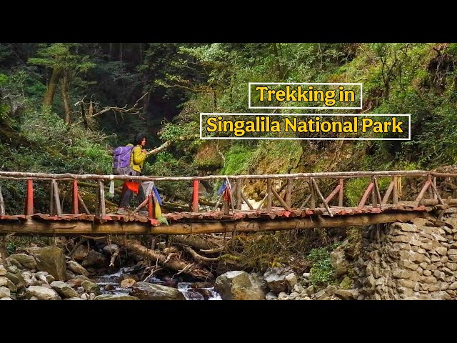 Unexplored Himalayan Village in Bengal | Malayalam travel vlog | Trekking in Singalila National Park