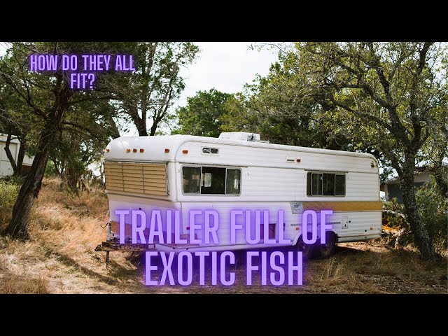 TRAILER FULL OF EXOTIC FISH | TANK TOURS PT. 1