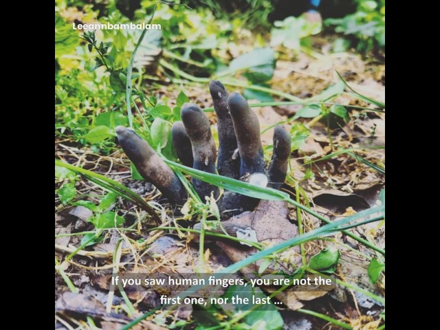 Dead Man's Fingers Are Creepy!