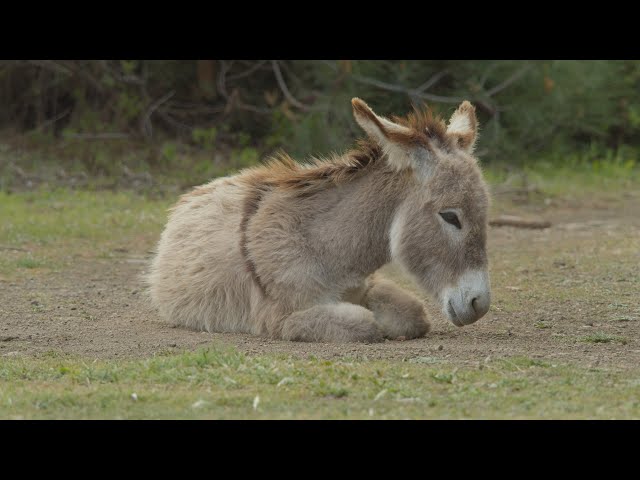 Harmonious Wildlife Symphony | Captivating Scenes in 4K HDR 60fps