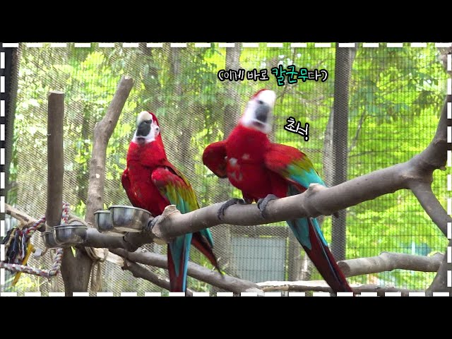 (Sub) Parrots dancing perfectly in sync 🦜│Parrot Animal Talk