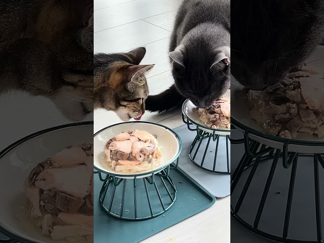 What my cats ate for their 4th Homecoming Anniversary - 3-course meal