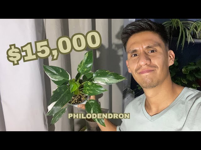 ¿Porqué Son Caros los Filodendros? - Valor de plantas exóticas