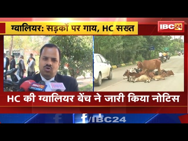 सड़कों पर गाय, HC सख्त | High Court की Gwalior Bench ने जारी किया नोटिस | देखिए