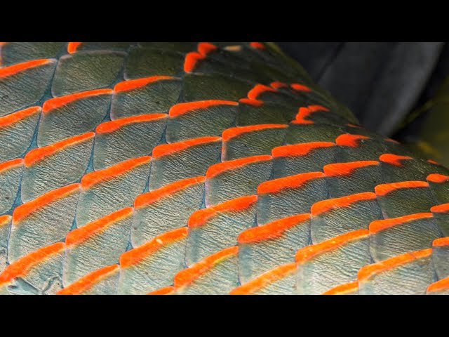 Pirarucú  *TRAILER* Amazon's Giant Arapaima by Todd Moen