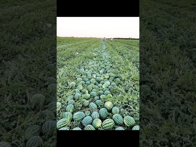 Bumber Harvest ,Watermelon farm #farming #satisfying #watermelon