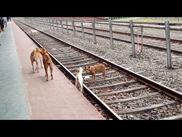 dog and goat fight | dog vs goat | fight