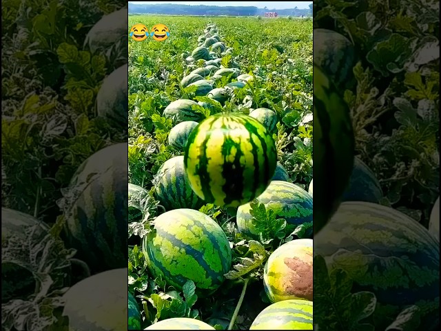 Ganpati bappa morya 🙏🙏#trending #watermelon #agriculture #fruit #trendingshorts