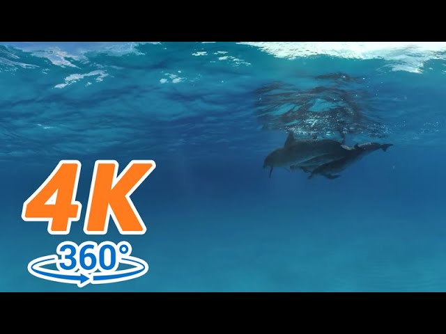 【4K 360 VR Demo】GoPro 4K 360 Demo: Swimming with Wild Dolphins in the Ocean