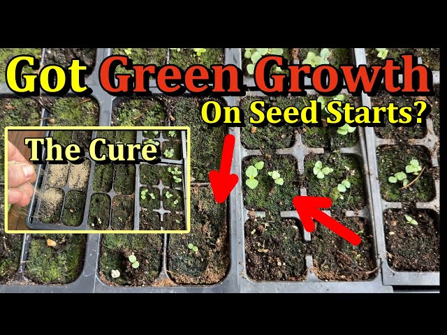 How to Stop Green Algae Forming On Garden Seed Starting Mixes