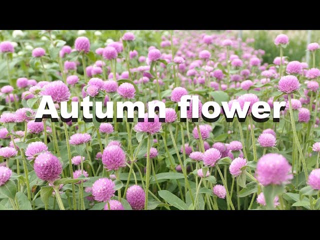 Beautiful flower in south korea | Nature Video with Calm Music