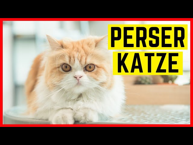 Perserkatze - Charakter & Eigenschaften | Rasse Portrait Perser Katze