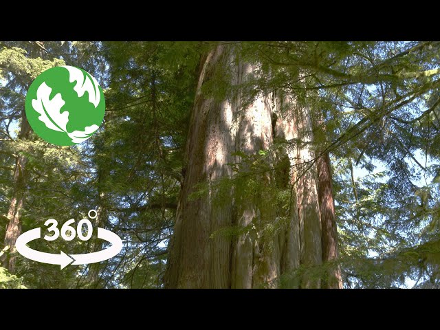 The Emerald Edge: Cedar's Story (360° Video)