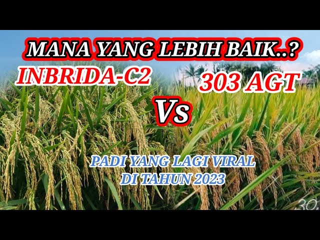 Rice Seeds That Are Going Viral in 2023 Inbred C2 Vs 303 AGT