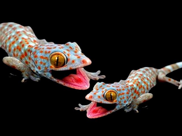 Suara Tokek Yang Keras Seram, Suara Tokek, Sound of Tokay Gecko, Tắc Kè, เสียงตุ๊กแก..ร้องน่ากลัว 10