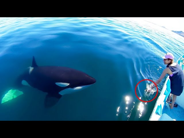 【REAL STORY】💗Man Saved A Desperate Baby Orca And Its Mother, BUT What Its Group Did Next IS AMAZING!