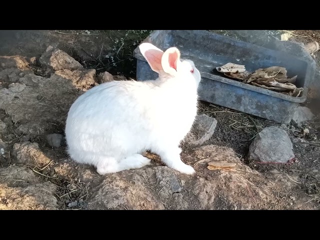 #rabbit #eatingfood #rabbitvideos