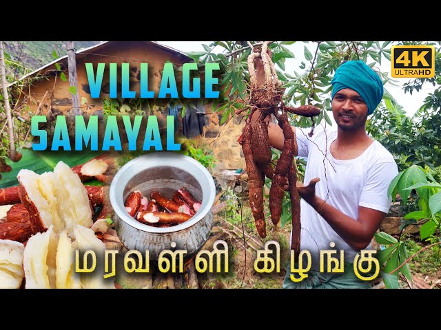 இவ்வளவு Fresh ah மரவள்ளி கிழங்கு சாப்டிருக்கீங்களா ! | Fresh Tapioca harvest and Cooking in my farm