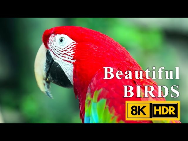 Birds In Nature | Colorful Macaw 8K HDR | Bird Melody