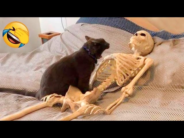 Funniest Animals 2024 🤣😅 New Funny Cats and Dogs Videos 😸🐶 Part 4