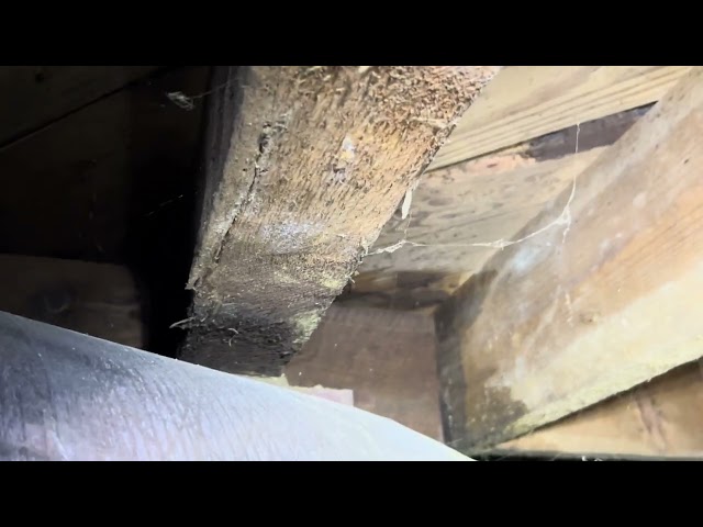 Used Motor Oil as Termite Deterrent #homeinspection #termitetreatment #termitedamage #framing