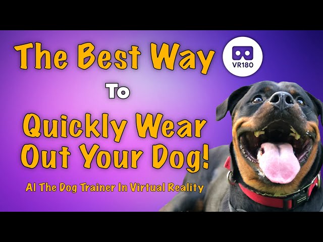 The Best Way to Quickly Wear Out Your Dog! In VR180