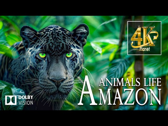 ADVENTURES IN THE FOREST 4K HDR | with Cinematic Sound (Colorful Animal Life)