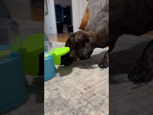 Clever Dachshund Outsmarts Treat Puzzle! 🐶🧩