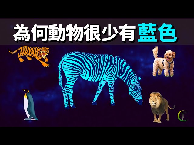 為何大自然中藍色動物很稀少? | 天天觀世界(探秘,生物學,未解之謎,物理學,科普,藍色蝴蝶,色素,顏色,知識)