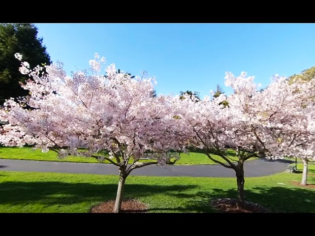 【VR 360 Video】【California】 Cherry Blossom Trees @ Presidio of San Francisco ① on April 2022