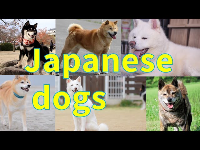 Japanese Dogs