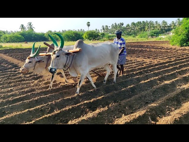 Antiquated method of ploughing with help of cattle by planting Tobacco