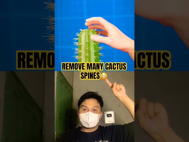 REMOVE MANY CACTUS SPINES😳 #science #animation #hand #anatomy #thebestweekendoftheyear #facts