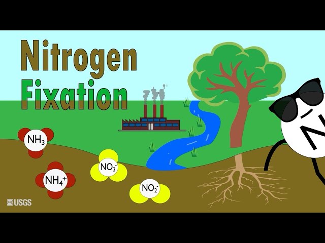 Animated Nitrogen Fixation