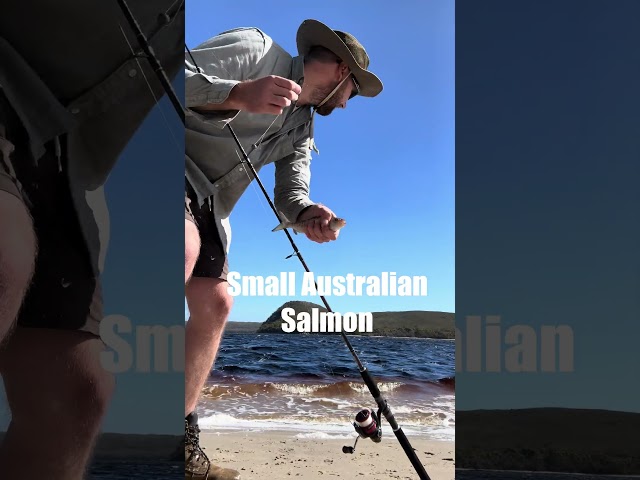 Catching Australian Salmon off the beach #nature #wildlife #fishing #tasmania